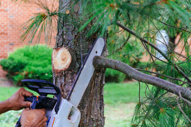 How Our Tree Care Process Works  in  Crewe, VA